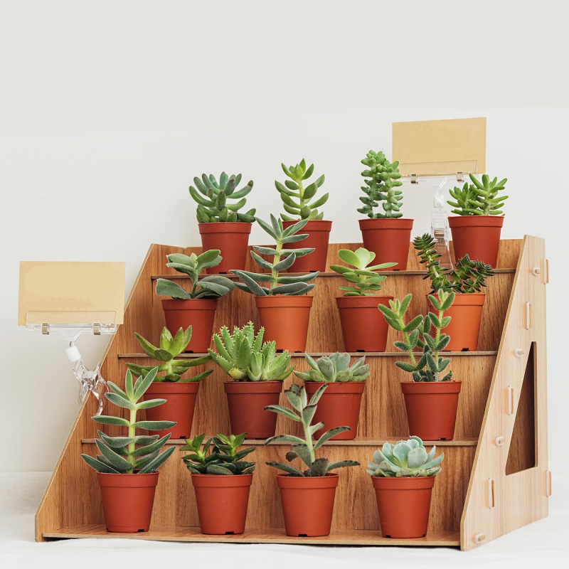 Présentoir en bois, stand pour - Pop Display Shelf avis et prix